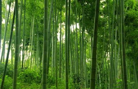 竹 意思